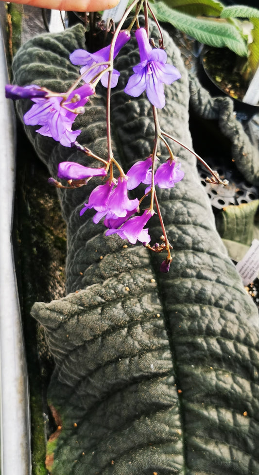 Streptocarpus galpinii