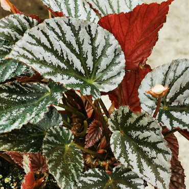 Begonia Mishmi Silver