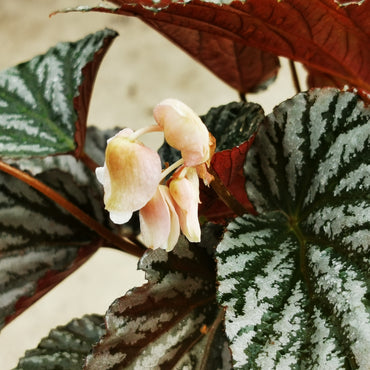 Begonia Mishmi Silver