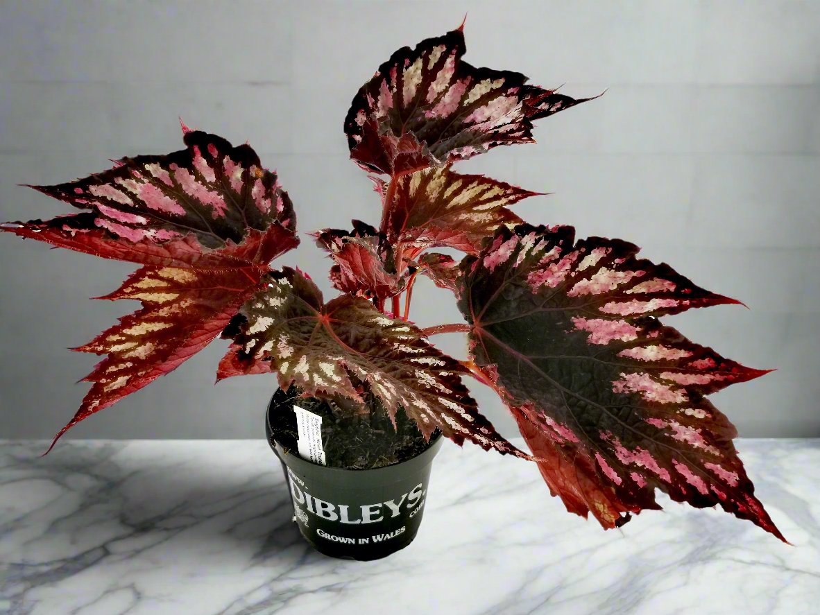 Begonia Helen Teupel