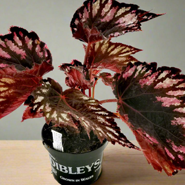 Begonia Helen Teupel
