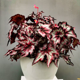 Begonia Stellar Storm