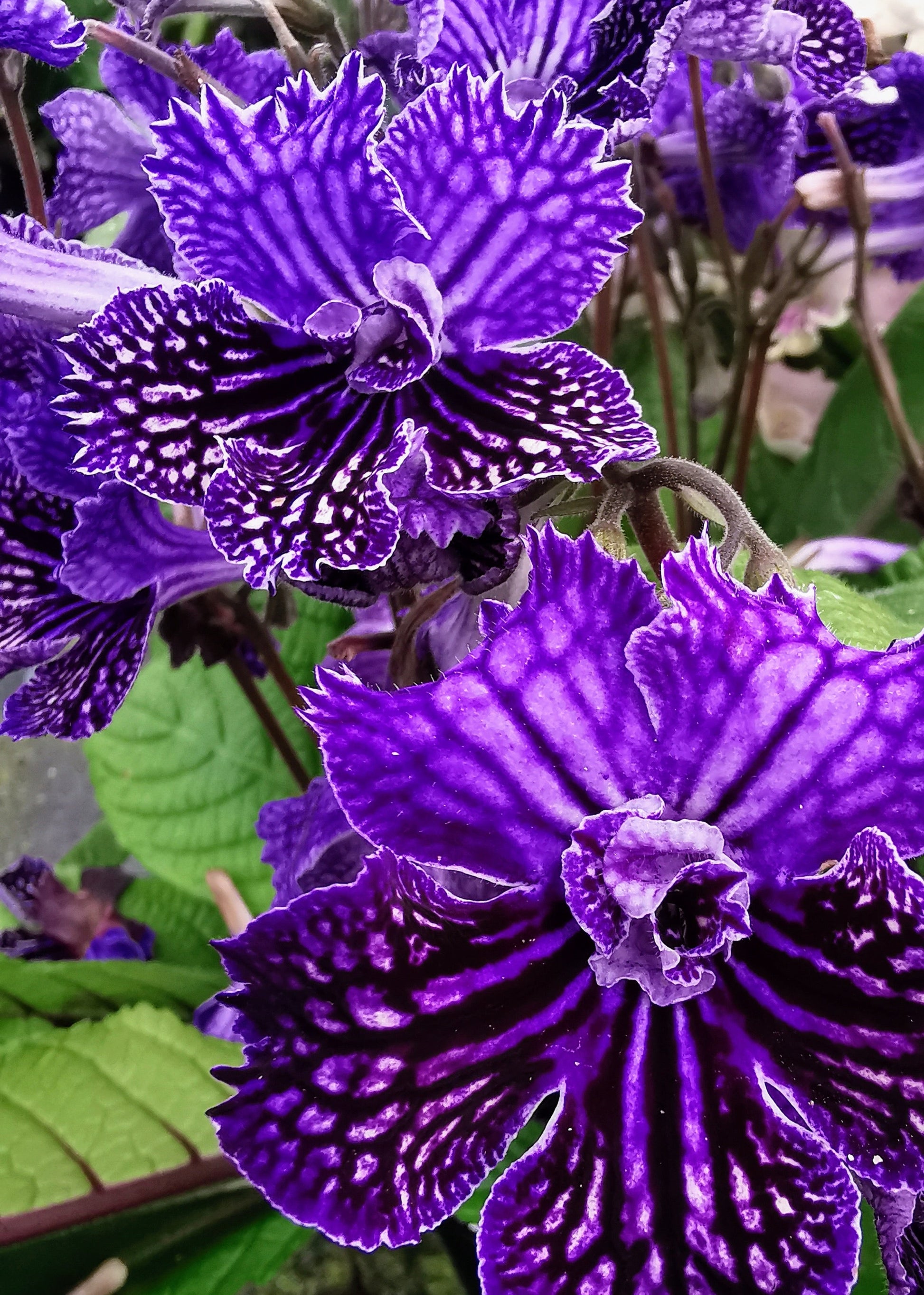 Streptocarpus Sirius NEW 2026 – Dibleys
