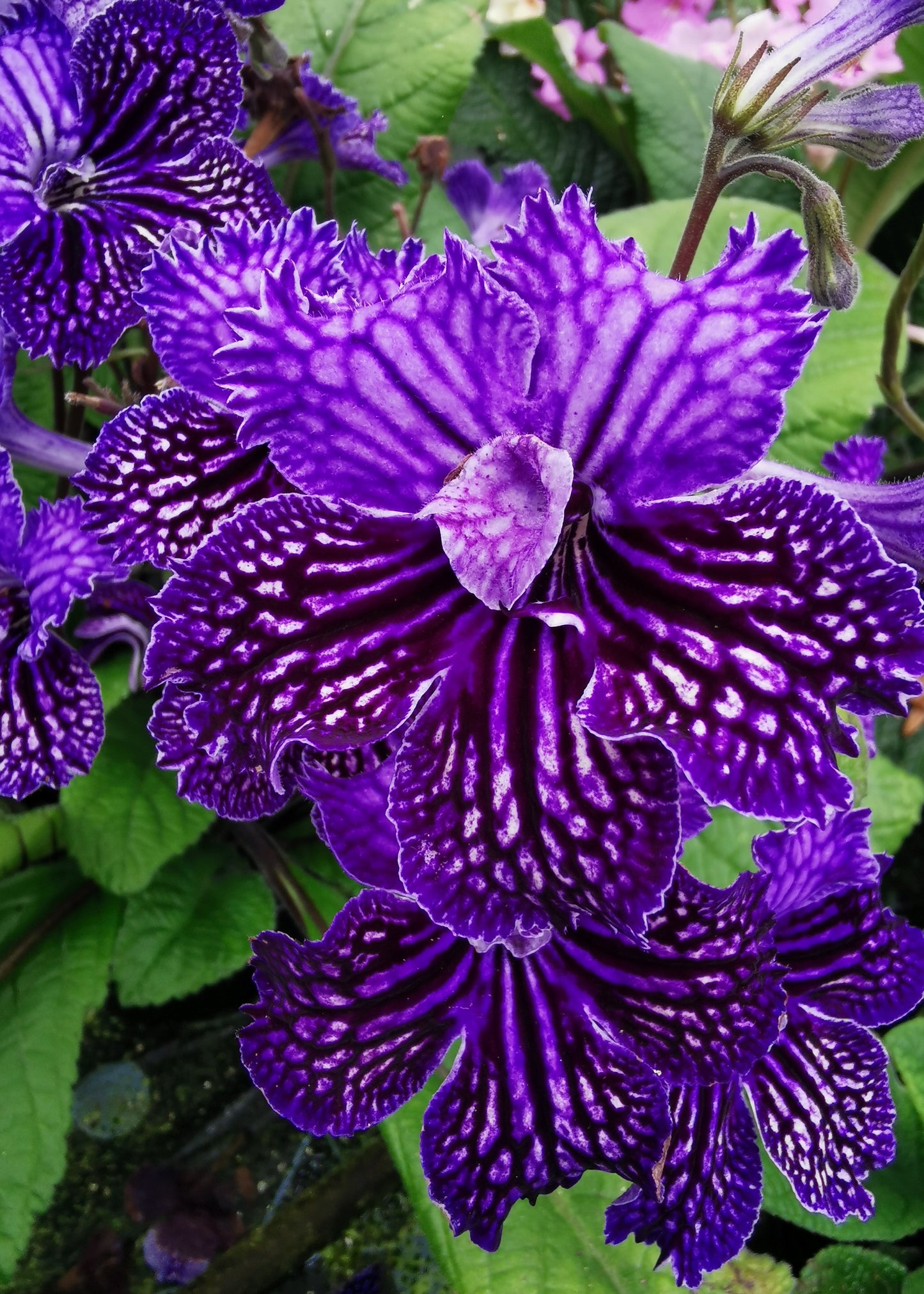 Streptocarpus Sirius NEW 2026 - Dibleys