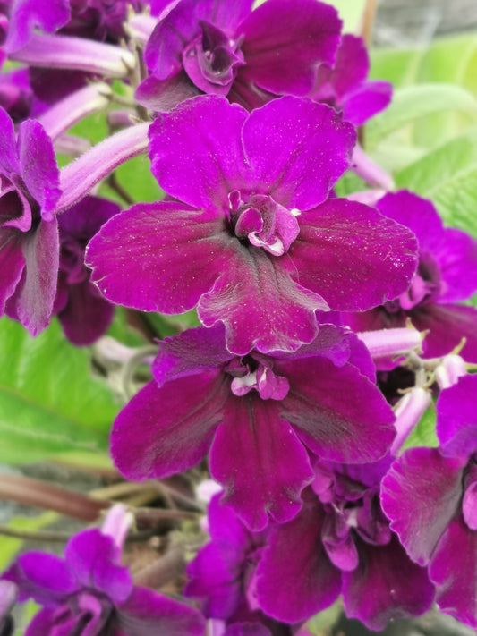 Streptocarpus Camilla  NEW 2026 - Dibleys