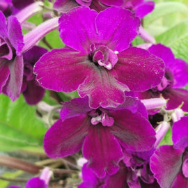 Streptocarpus Camilla  NEW 2026