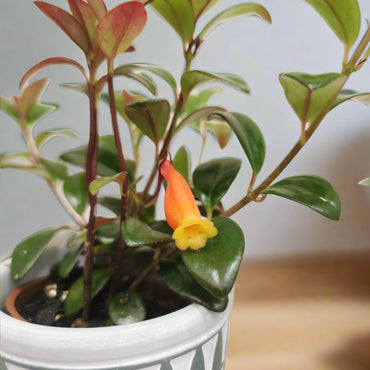 Nematanthus Jungle Lights