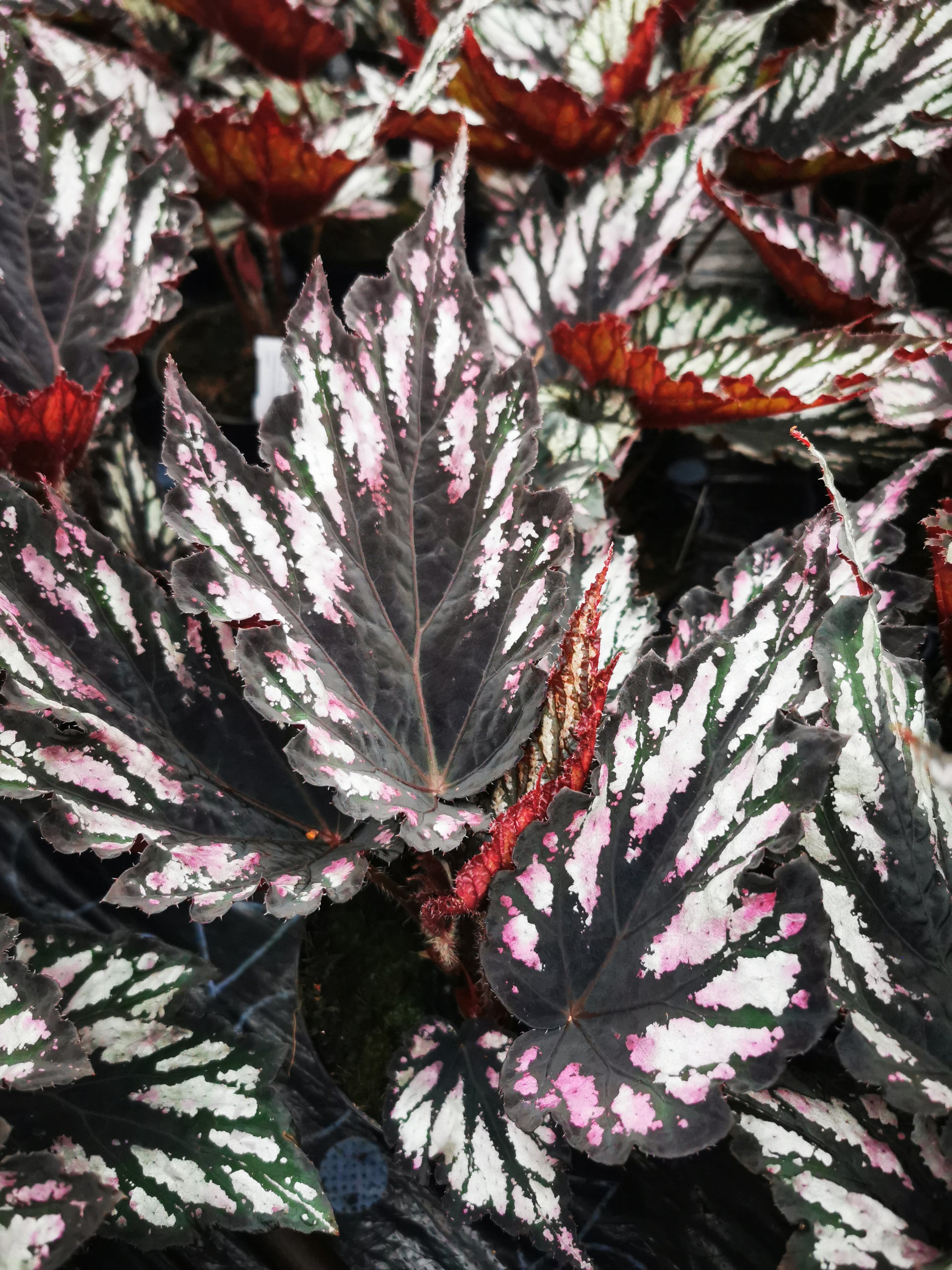 Begonia Helen Teupel - Dibleys