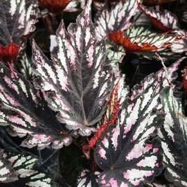 Begonia Helen Teupel