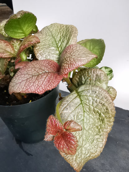 Episcia