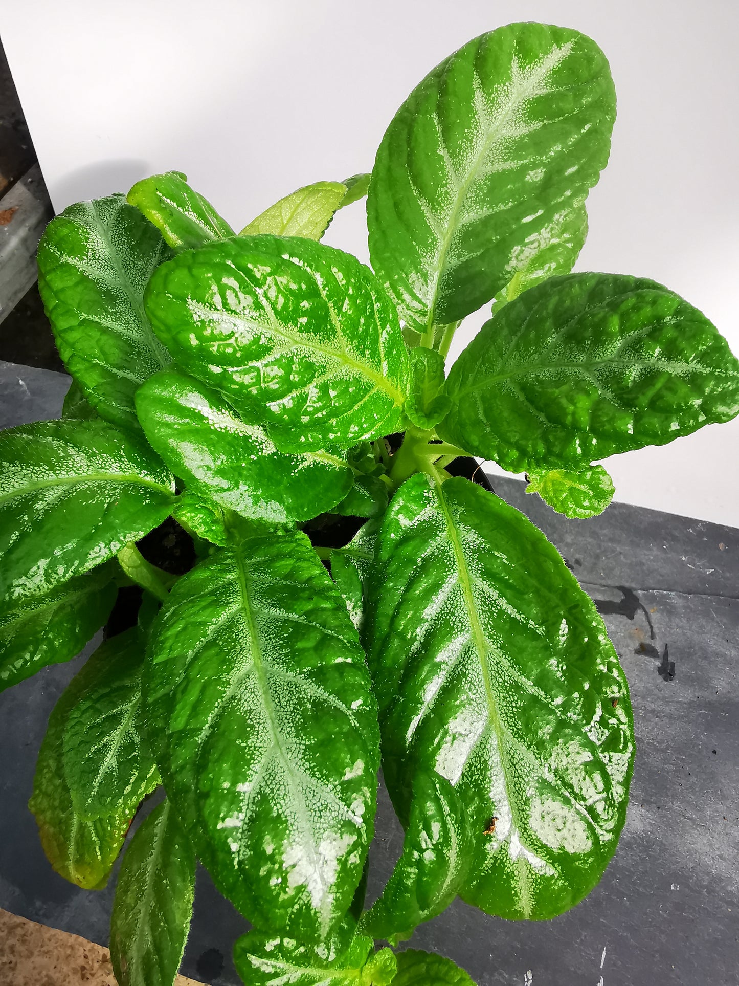 Episcia