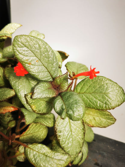 Episcia