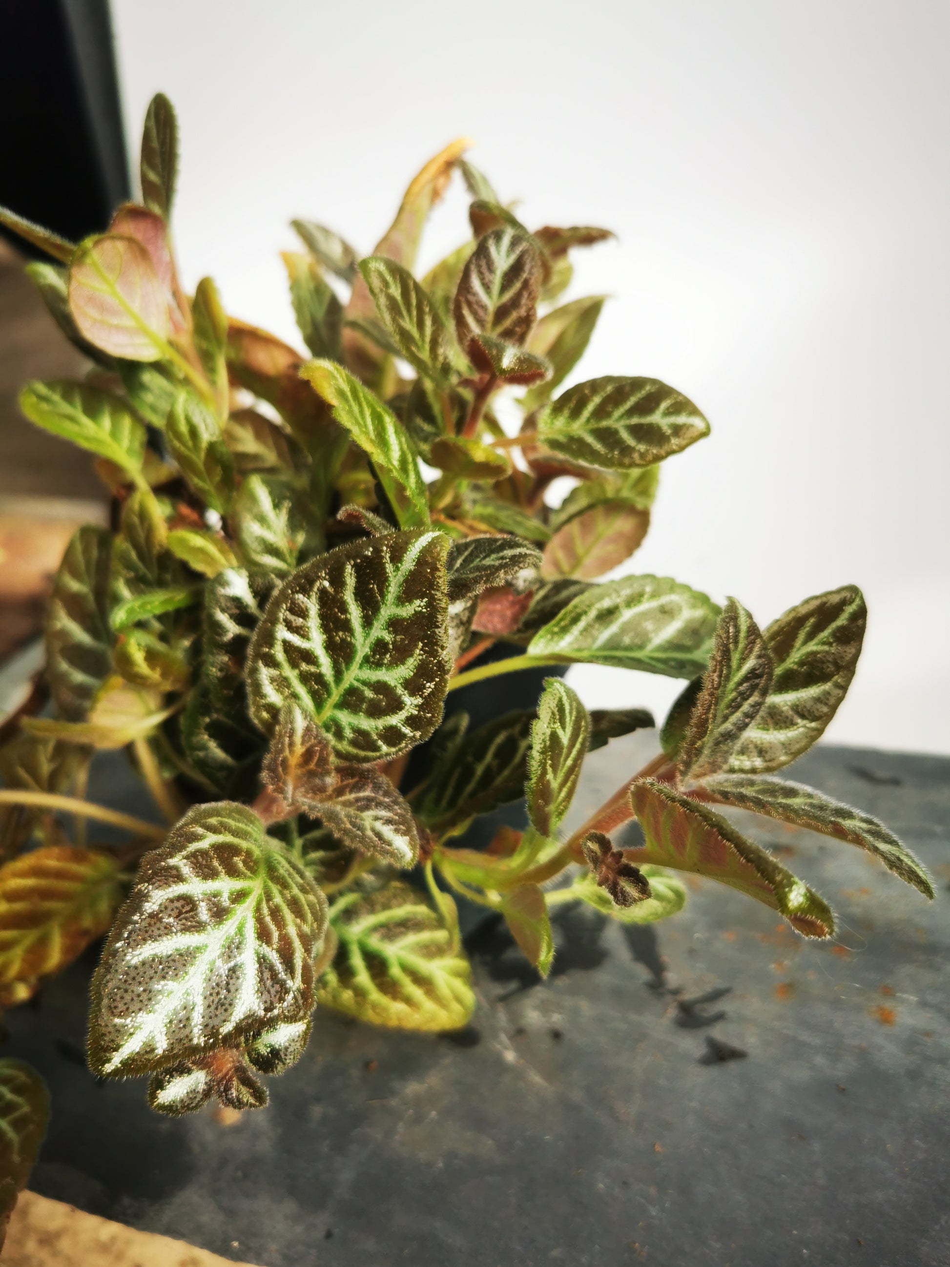is episcia an indoor plant Episcia – Dibleys