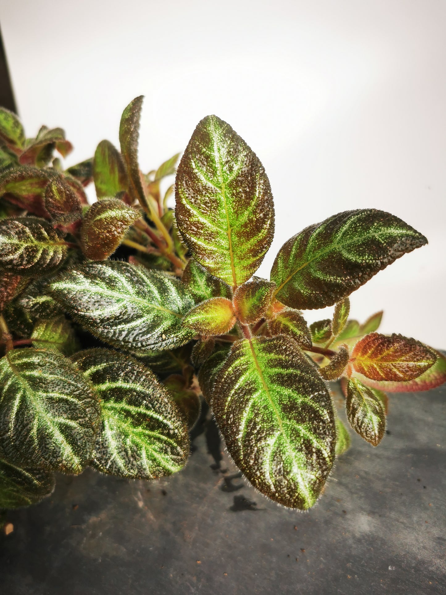 Episcia