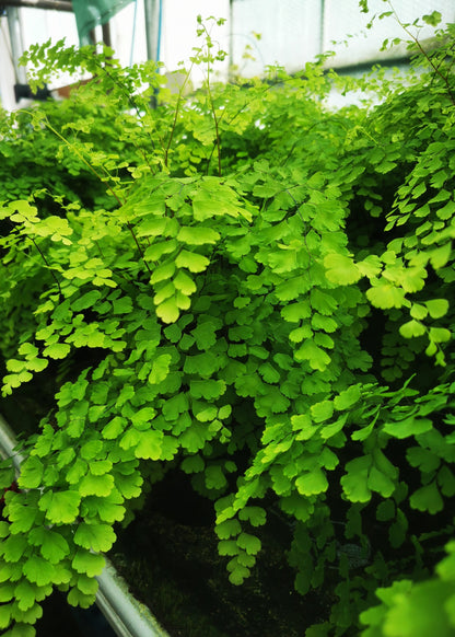 Adiantum raddianum (maidenhair fern)