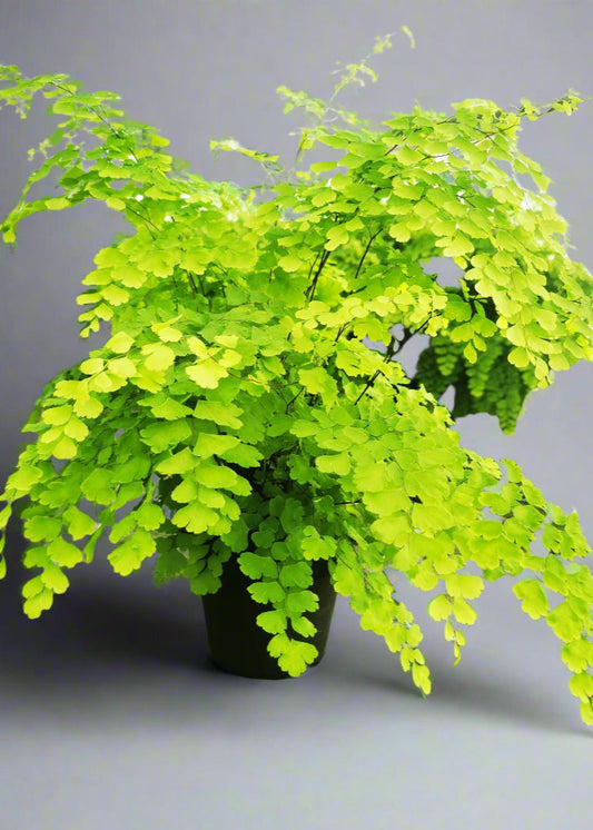 Adiantum raddianum (maidenhair fern)