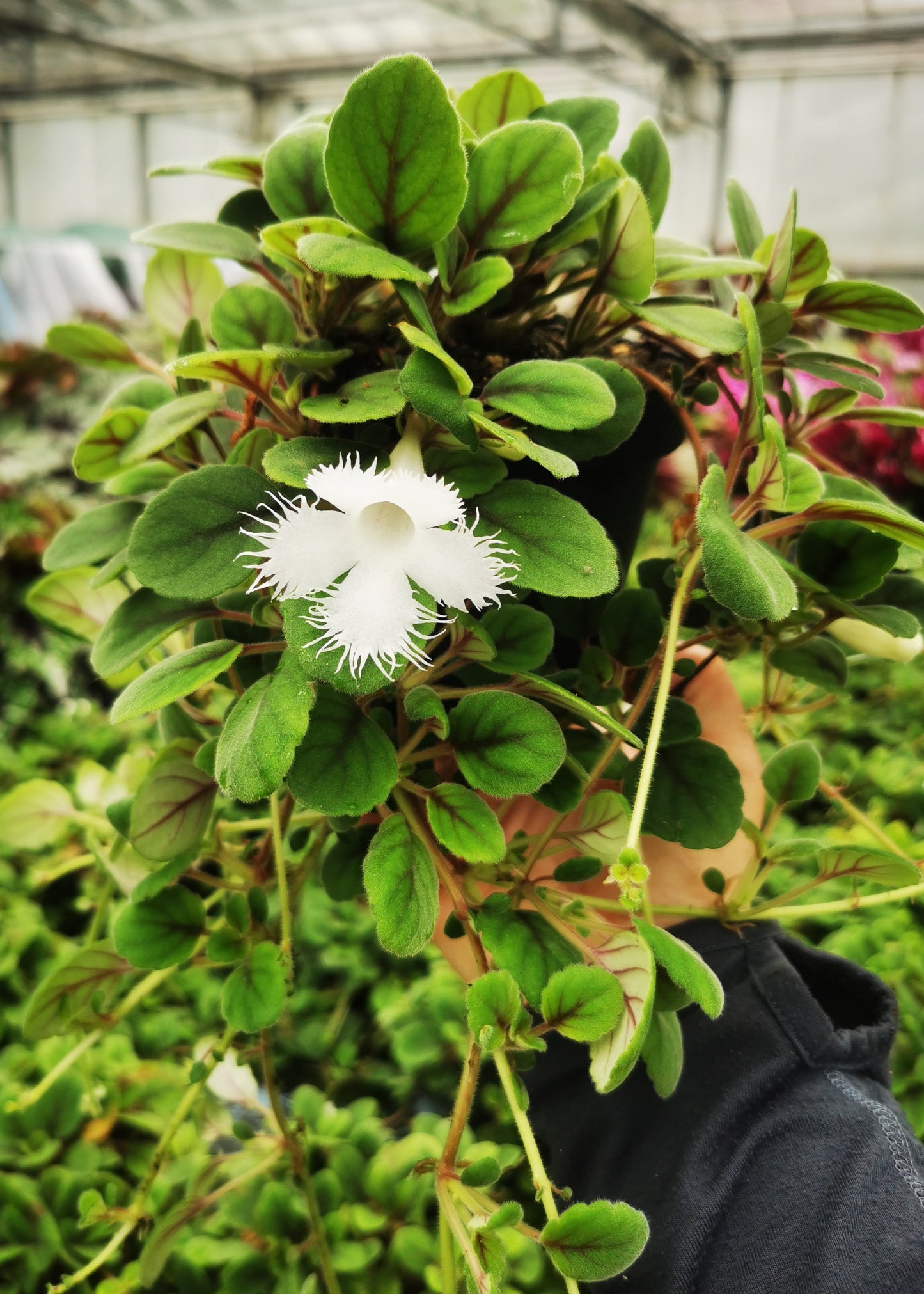 Alsobia dianthiflora - Dibleys