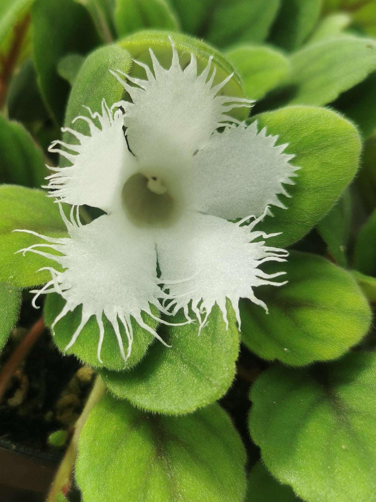 Alsobia dianthiflora - Dibleys