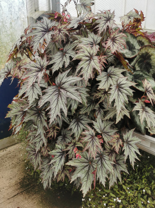 Begonia Connie Boswell