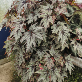 Begonia Connie Boswell