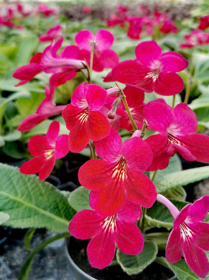 Streptocarpus Holly NEW Christmas 2025