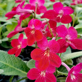 Streptocarpus Holly NEW Christmas 2025