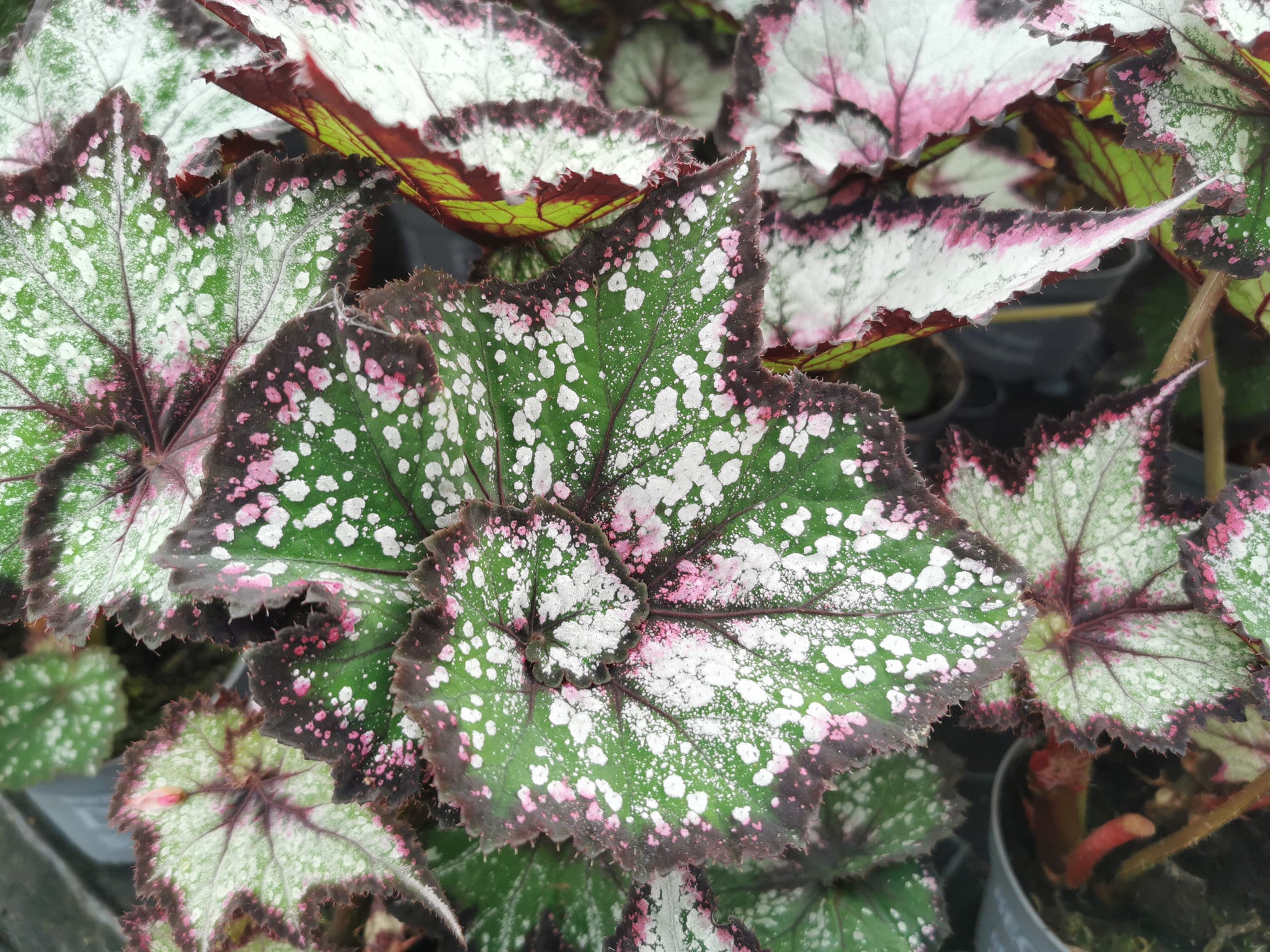Begonia Cosmic Carnival NEW 2026 - Dibleys
