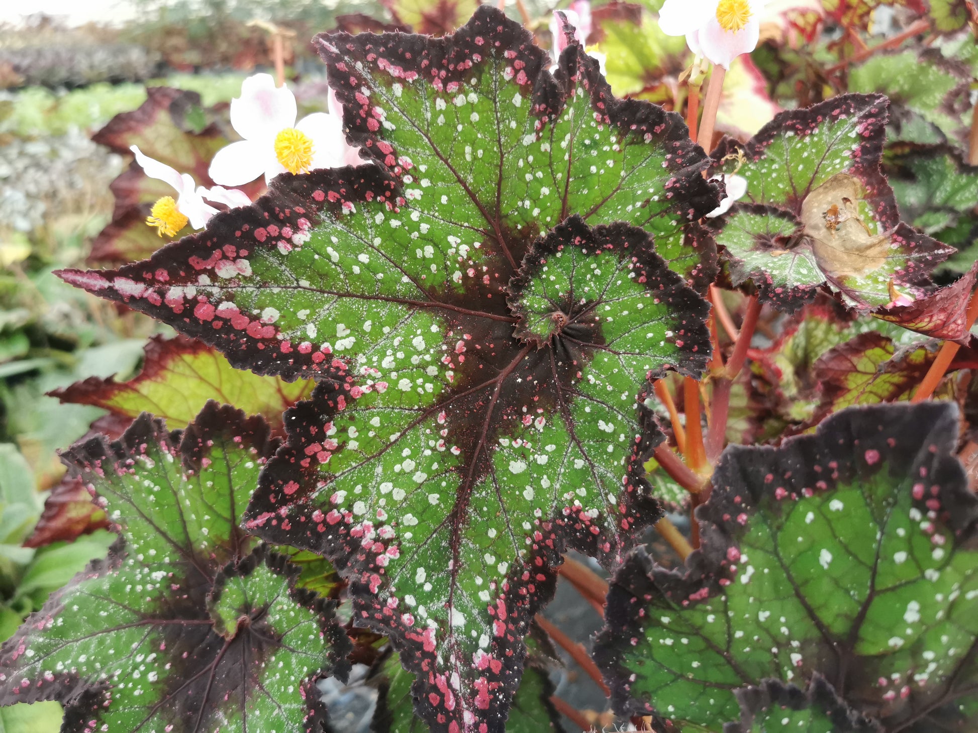Begonia Cosmic Carnival NEW 2026 - Dibleys