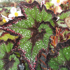 Begonia Cosmic Carnival NEW 2026