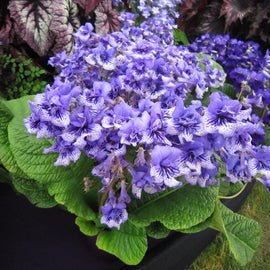 Streptocarpus Blue Frills
