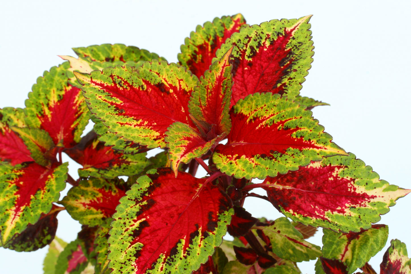 Coleus (Plectranthus) Illumination
