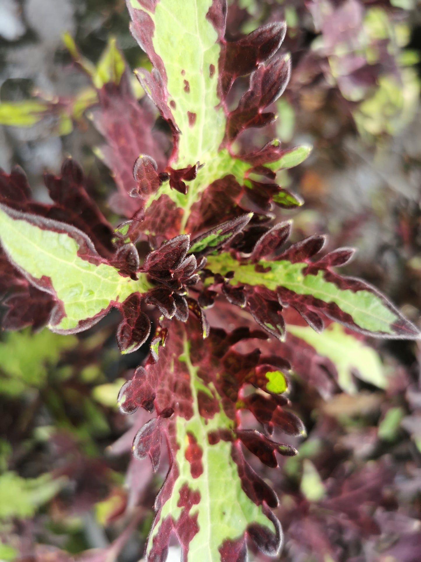 Solenostemon (Coleus) Inky Fingers