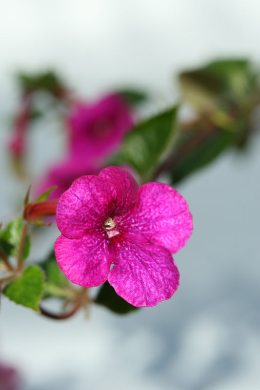 Achimenes Jennifer Goode