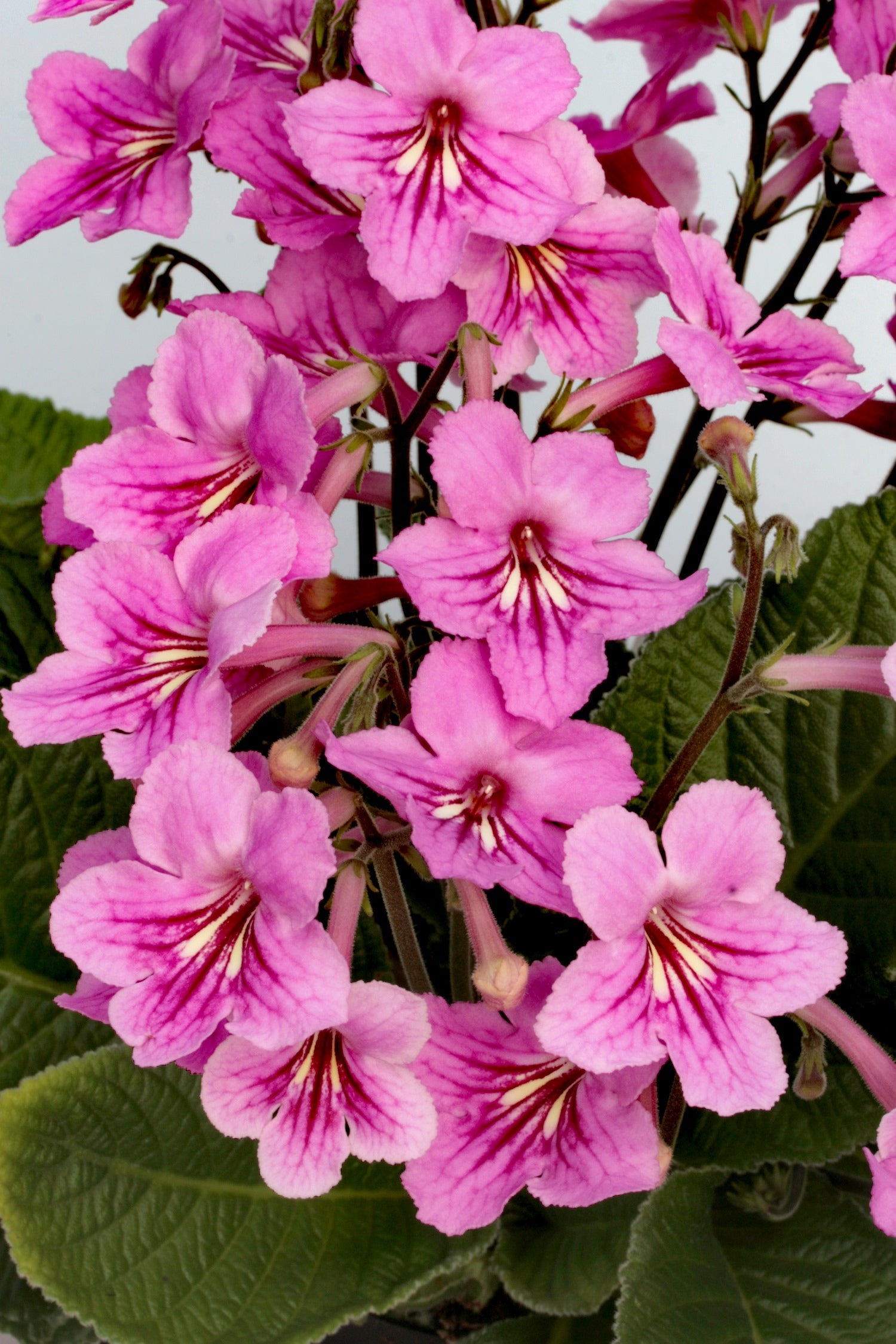 Streptocarpus Jessica - Dibleys
