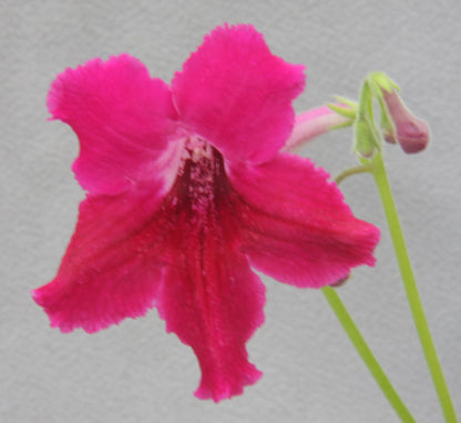 Streptocarpus Joanna