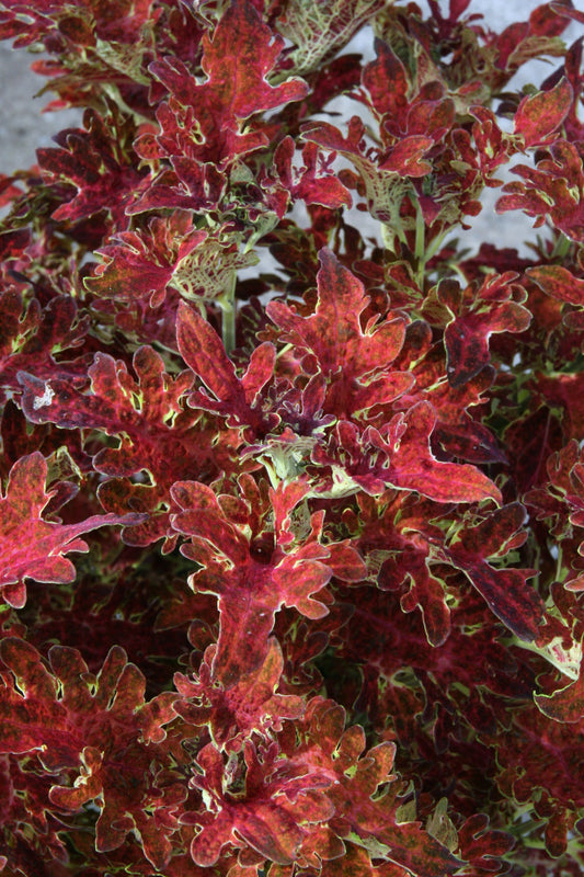 Coleus Jupiter
