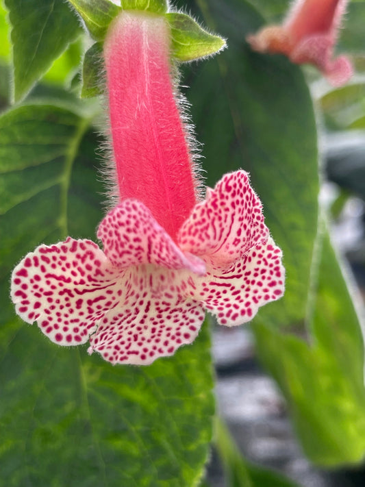 Kohleria Evelina