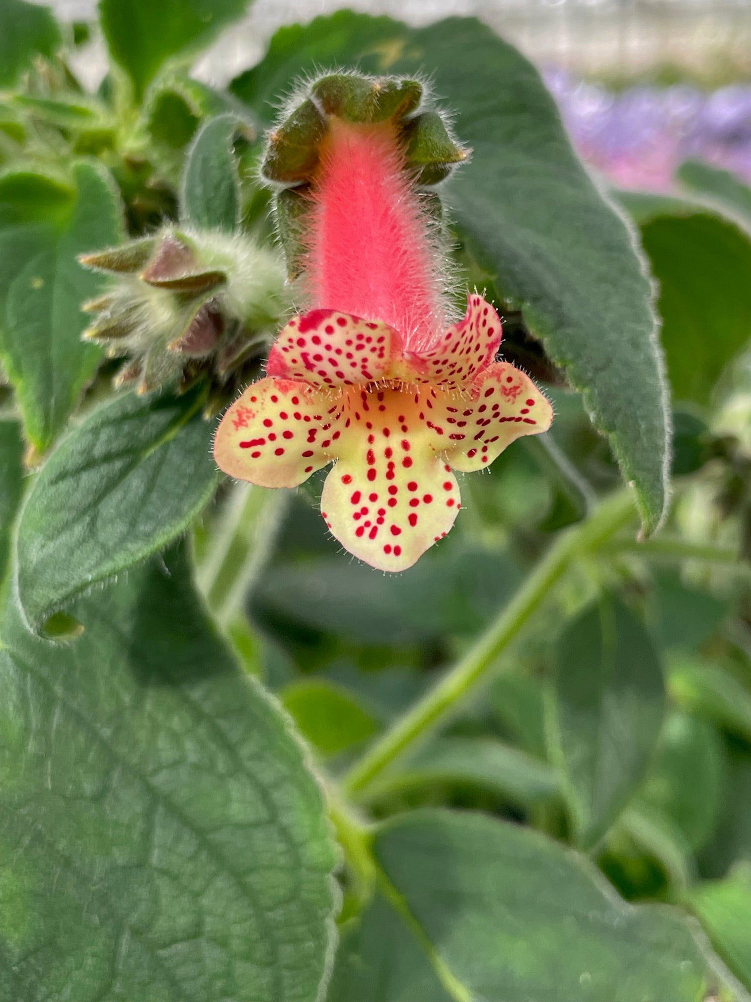 Kohleria YF's Disa - Dibleys