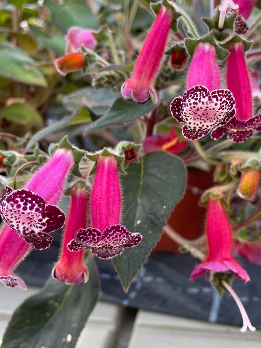 Kohleria Blackberry Butterfly - Dibleys