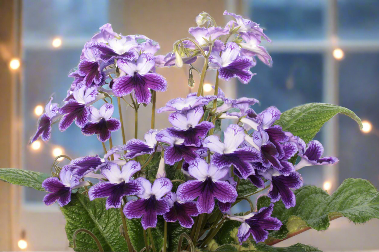 Streptocarpus Katie - Dibleys