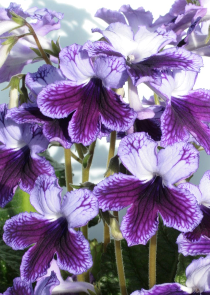 Streptocarpus Katie - Dibleys