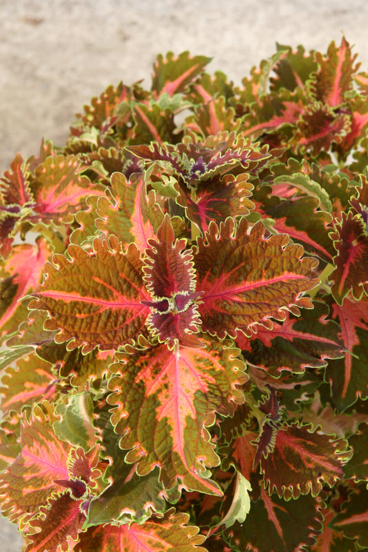 Solenostemon (Coleus) Kentish Fire