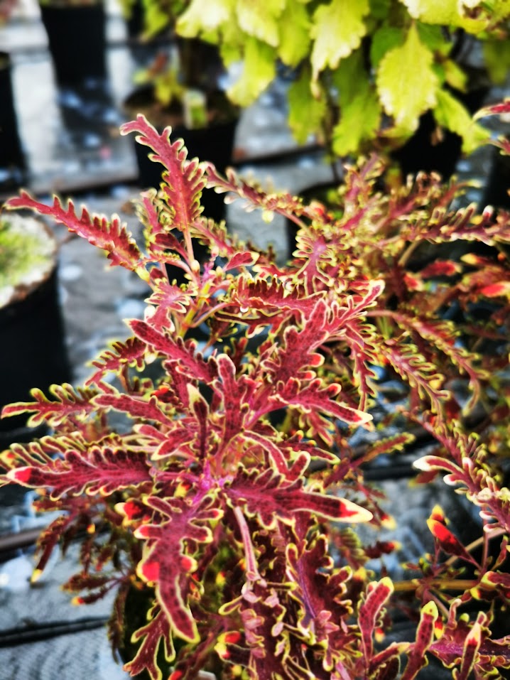 Solenostemon (Coleus) Kiwi Fern