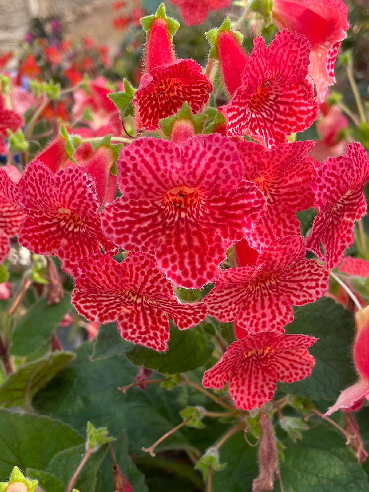 Kohleria Borka