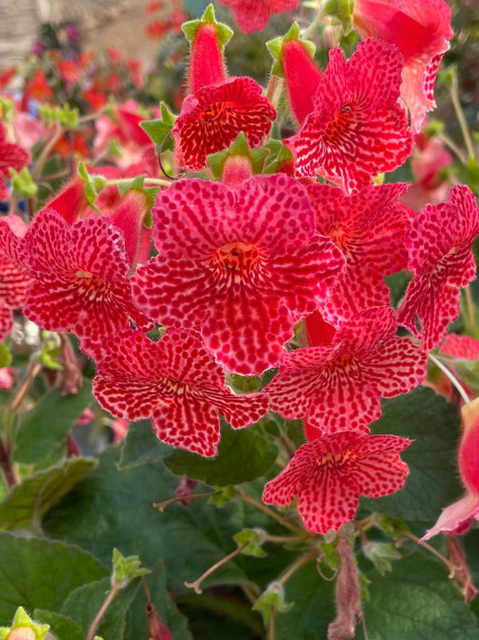 Kohleria Borka