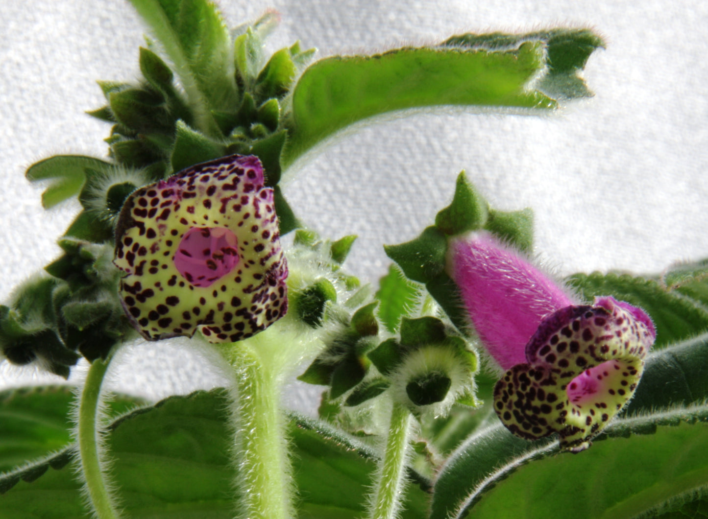 Kohleria Lono