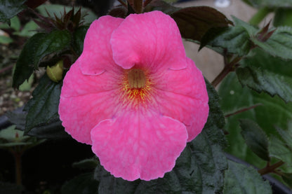 Achimenes Konrad Michelssen