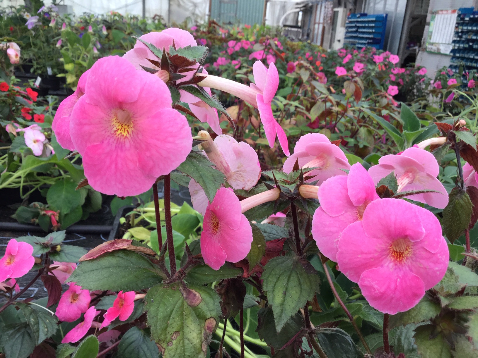 Achimenes Konrad Michelssen – Dibleys