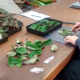 Houseplant Propagation Workshop: Learn How to Propagate Streptocarpus and Begonias (13 June)