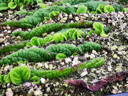 Houseplant Propagation Workshop: Learn How to Propagate Streptocarpus and Begonias (June)